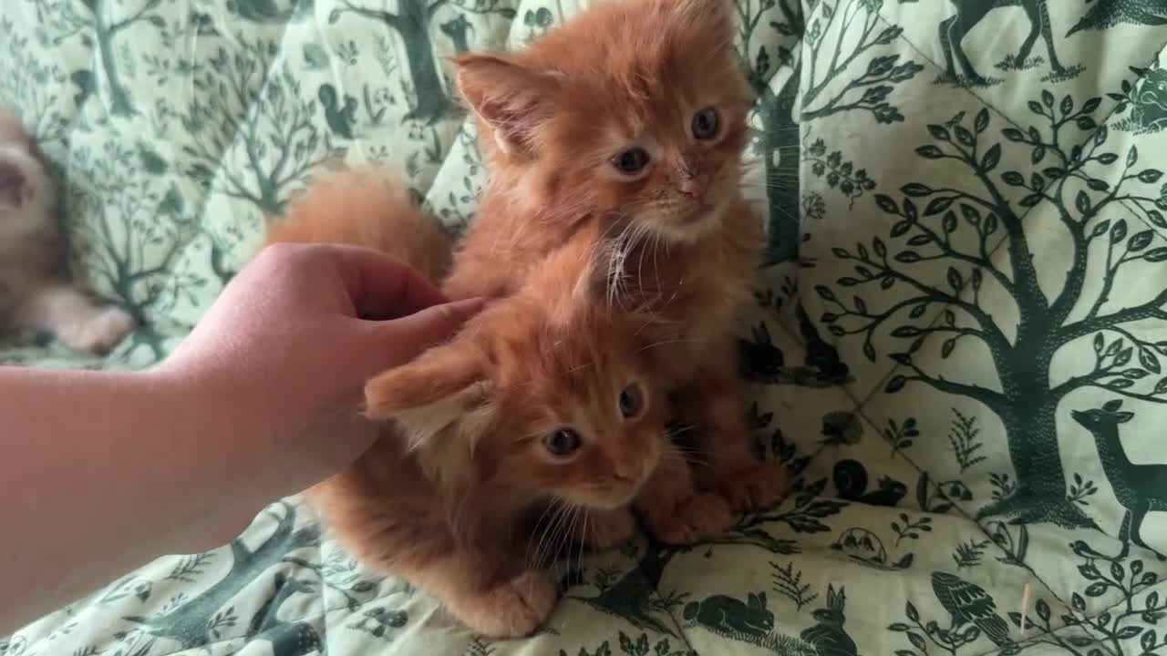 Maine Coon gatti in vendita: Cuccioli di maine coon rossi  - Video 2