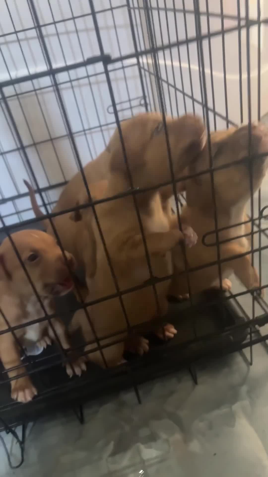 Pitbull cani in vendita: Cuccioli pitbull ukc  - Video 2