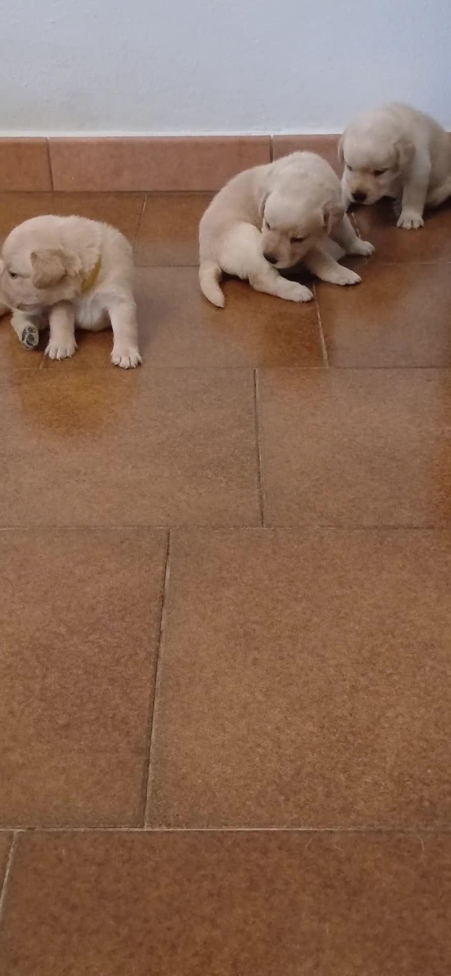 Labrador cani in vendita: Cuccioli di labrador retriever con pedigree - Video 2