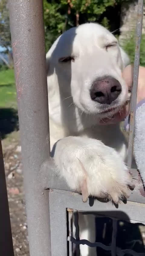 Meticcio cani in regalo: IL DOLCE E BELLISSIMO CESARE - Video 2