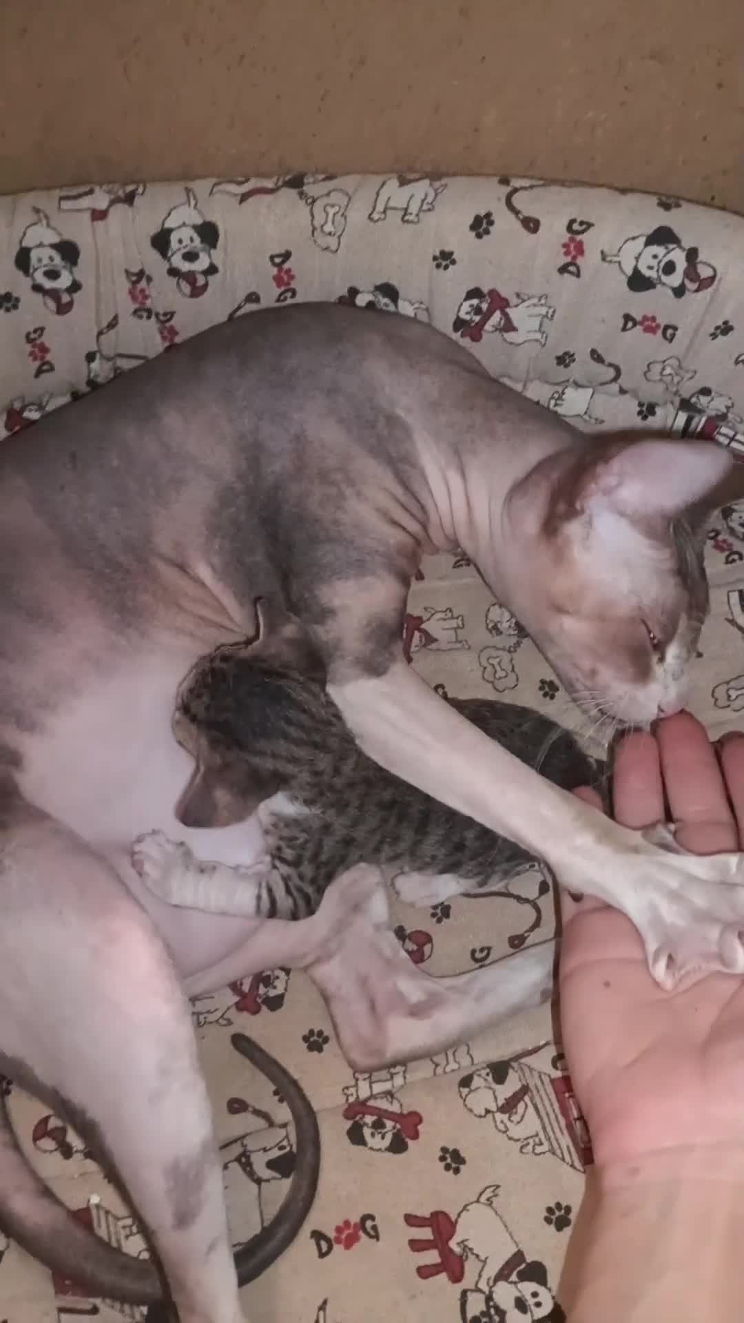 Sphynx gatti in vendita: Femminuccia sphynx donskoy  - Video 2