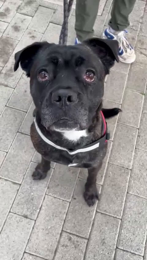 Meticcio cani in regalo: CHERRY BOXER - Video 1