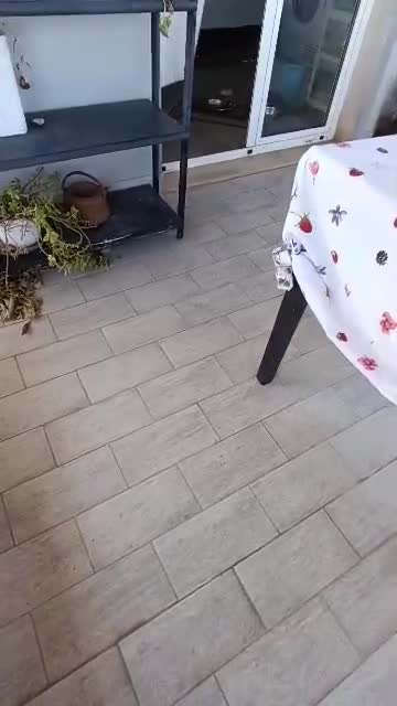 Meticcio cani in regalo: Pippo❤️ - Video 2