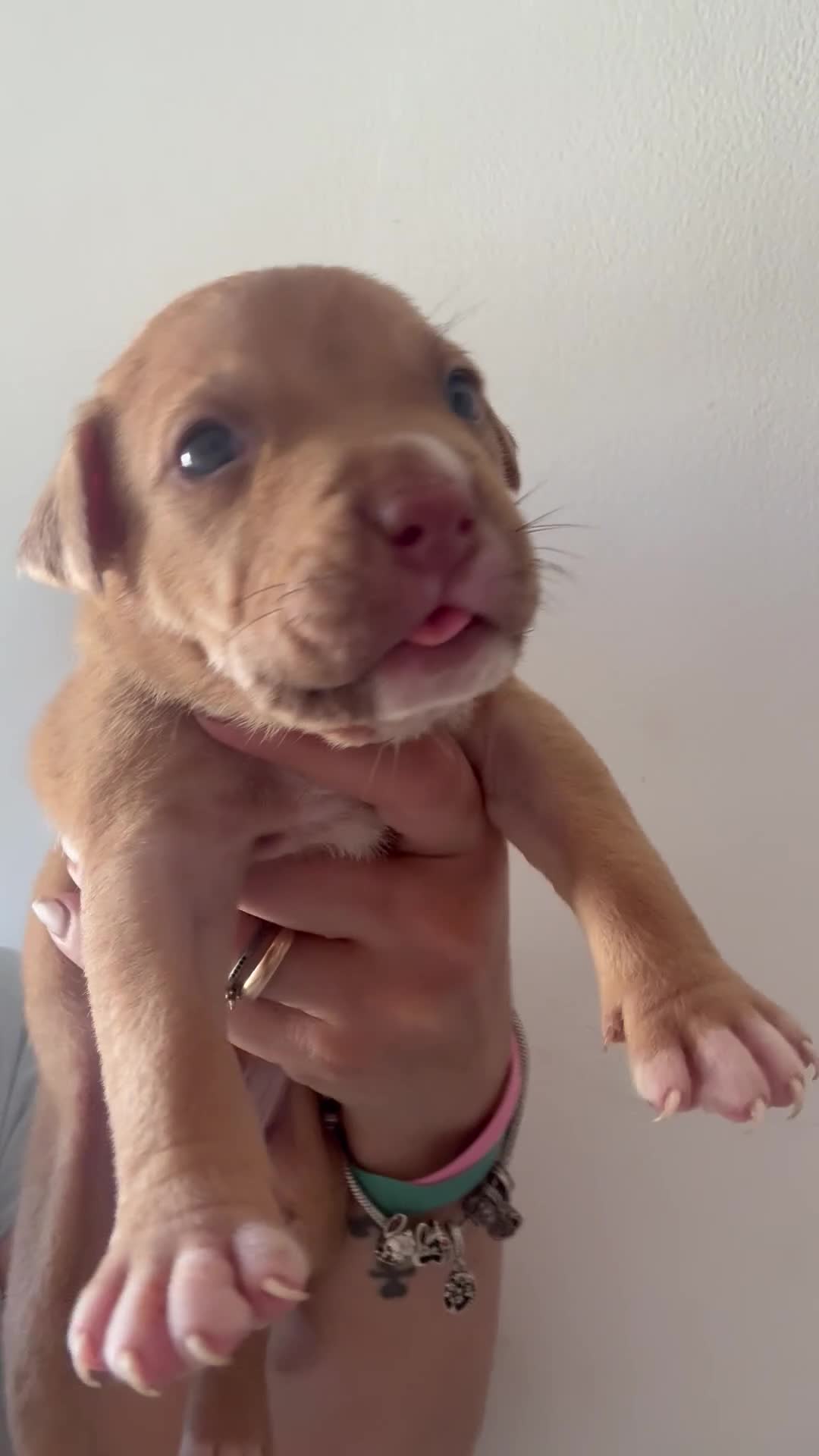 Pitbull cani in vendita: Cuccioli pitbull ukc  - Video 1