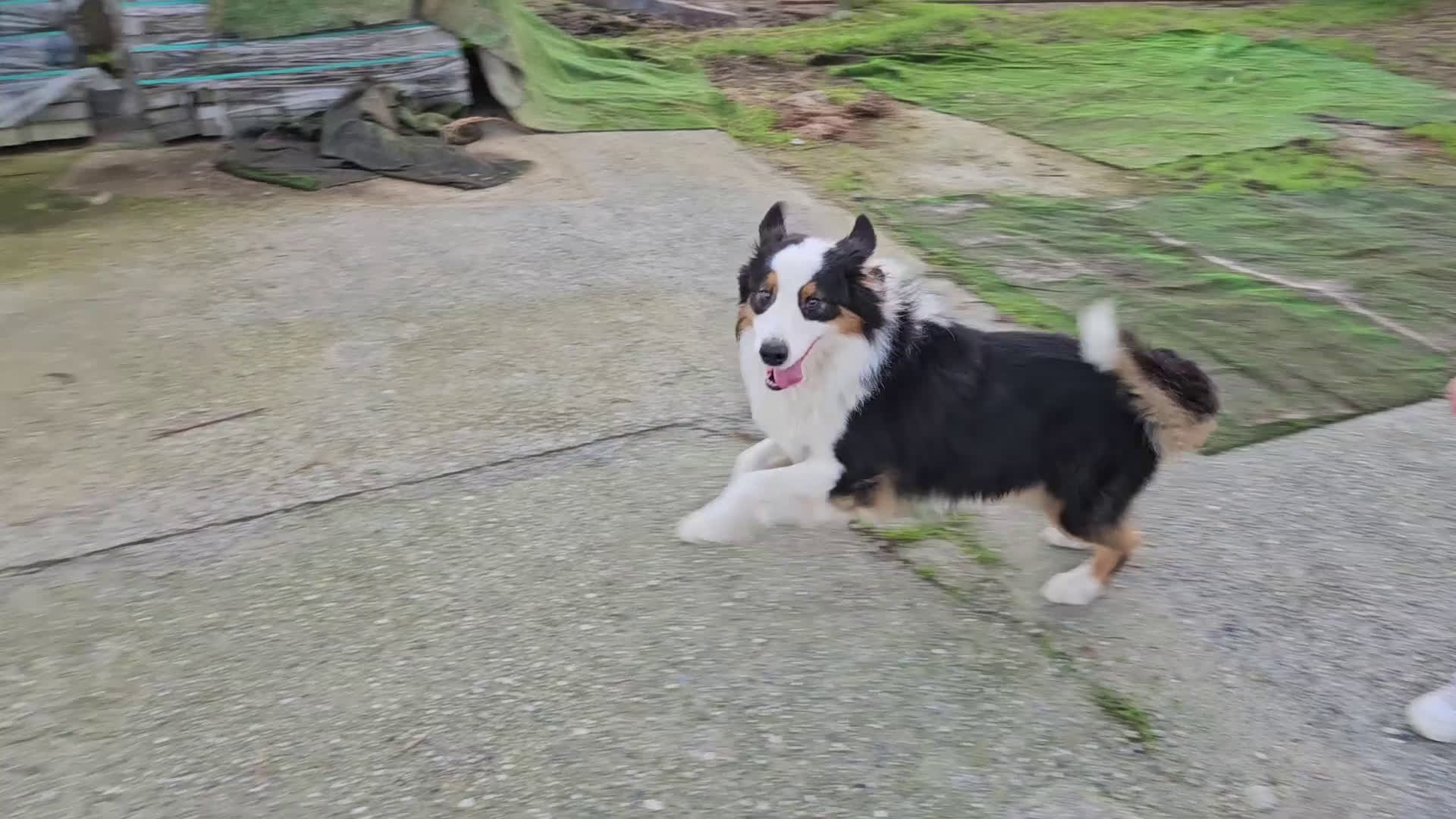 Australian Shepherd cani in vendita: Aussie's Heart Imagine of Loe a Città Metropolitana di Torino - Video 2