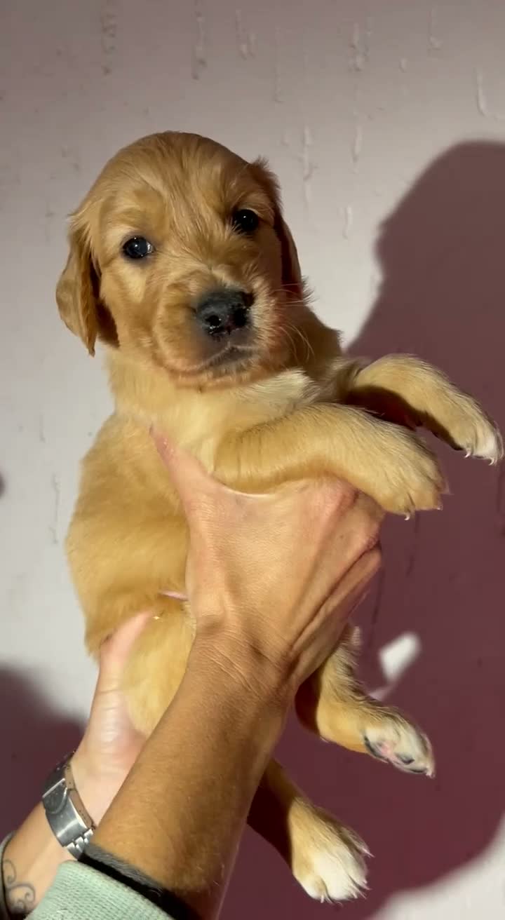 Golden Retriever cani in vendita: Cuccioli Golden Retriever con Pedigree ENCI - Video 1