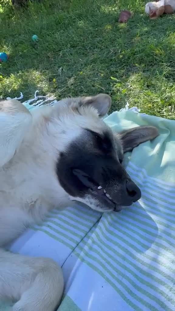 Meticcio cani in regalo: Cerchiamo urgente stallo casalingo postoperatorio  - Video 5