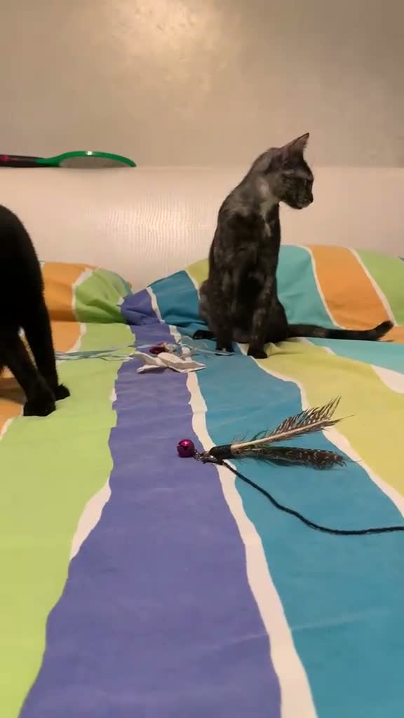 Meticcio gatti in regalo: MIA, 9 mesi, già sterilizzata, negativa FIV FELV  - Video 1