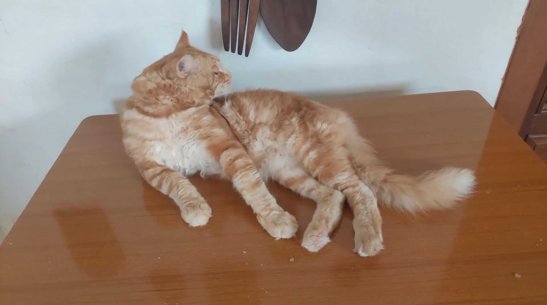 Maine Coon gatti in vendita: Cuccioli Maine coon femmine Tortie - Video 3
