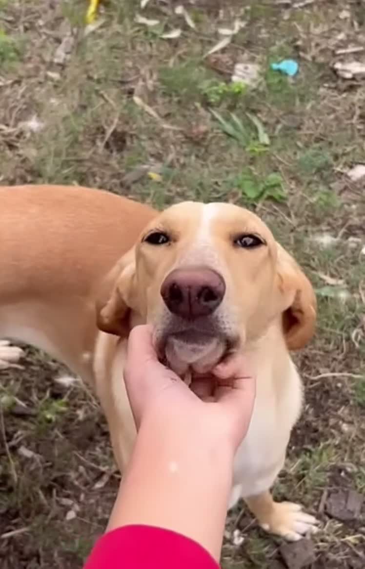 Meticcio cani in regalo: Rosy splendida giovane simil Segugio cerca casa - Video 3