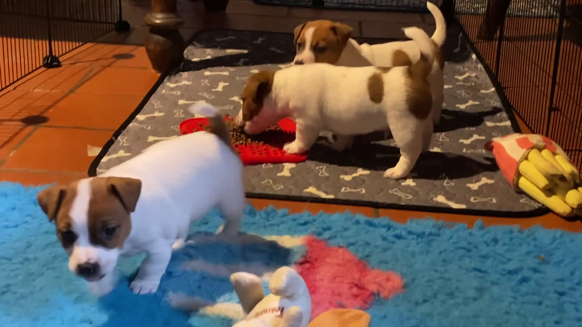 Jack Russell cani in vendita: JACK RUSSELL TERRIER pelo corto pedigree - Video 1