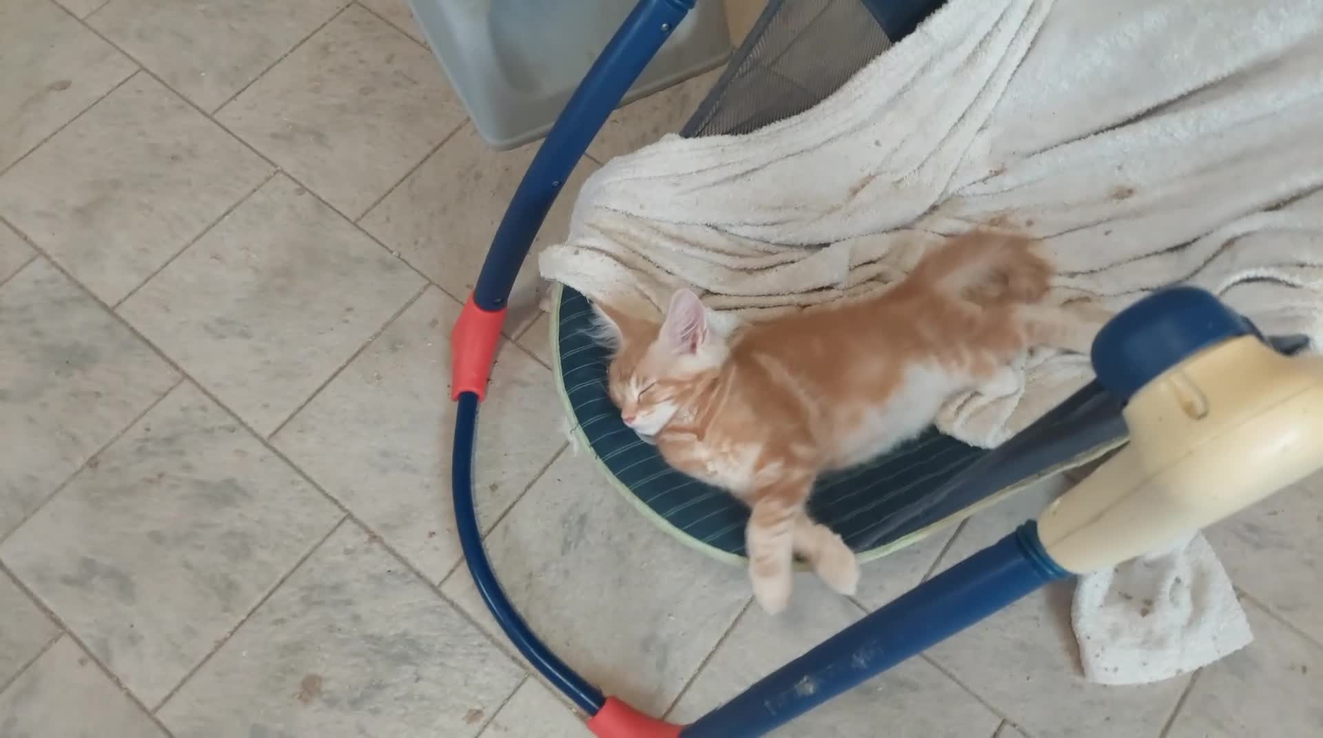 Maine Coon gatti in vendita: Cuccioli Maine coon femmine Tortie - Video 4