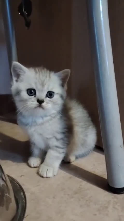 Scottish gatti in vendita: SCOTTISH FOLD E STRAIGHT CON PEDIGREE APERTO a Provincia di Bergamo - Video 1