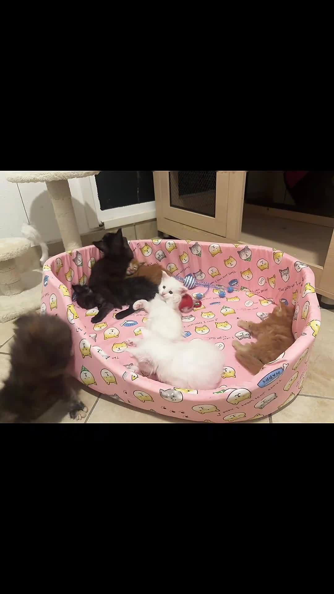 Maine Coon gatti in vendita: Mainecoon cuccioli  a Provincia di Varese - Video 1