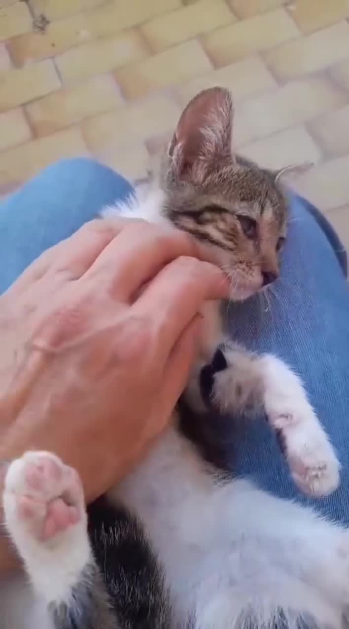 Meticcio gatti in regalo: Bignè gattina dolcissima  - Video 1