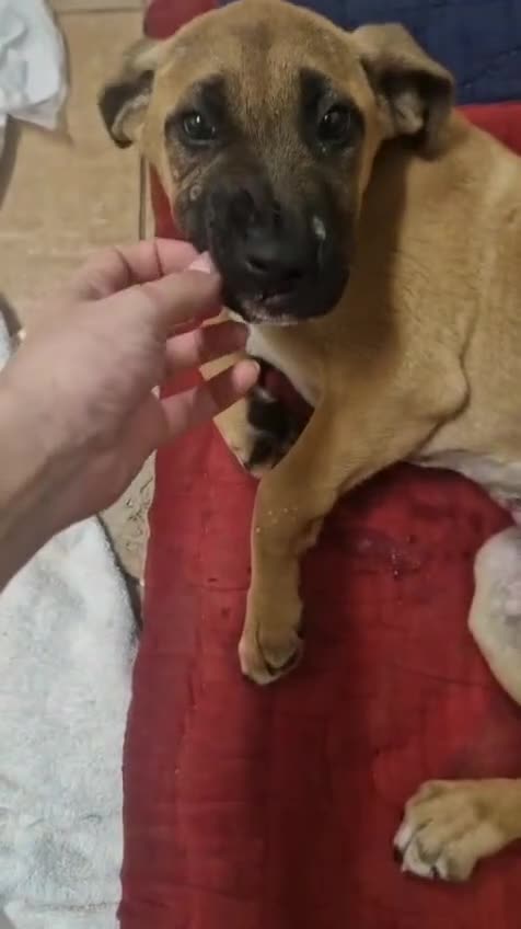 Meticcio cani in regalo: Mortimer ha sconfitto la morte, ora è in canile - Video 2
