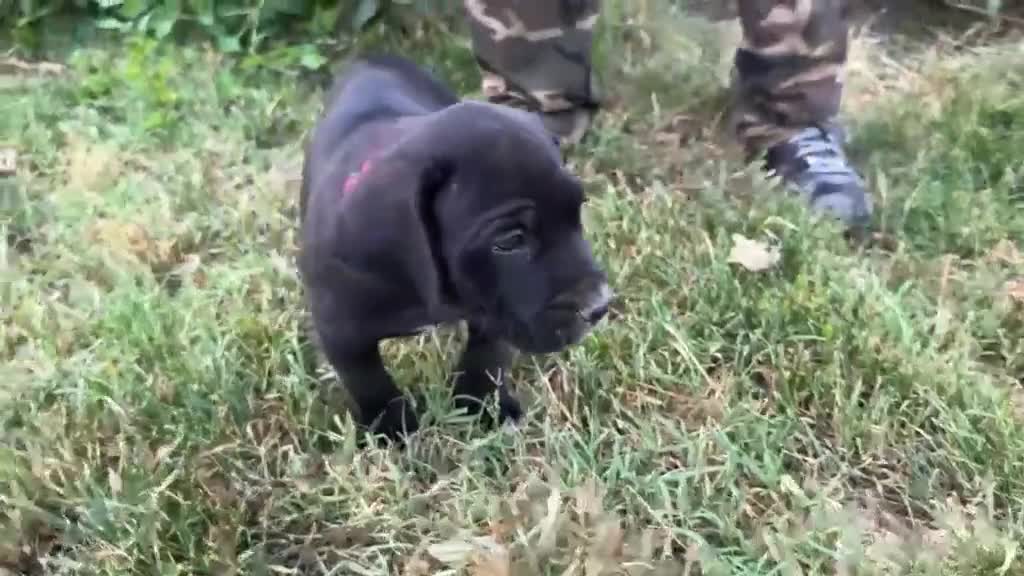 Cane Corso cani in vendita: Cuccioli di Cane Corso manto nero - Video 1