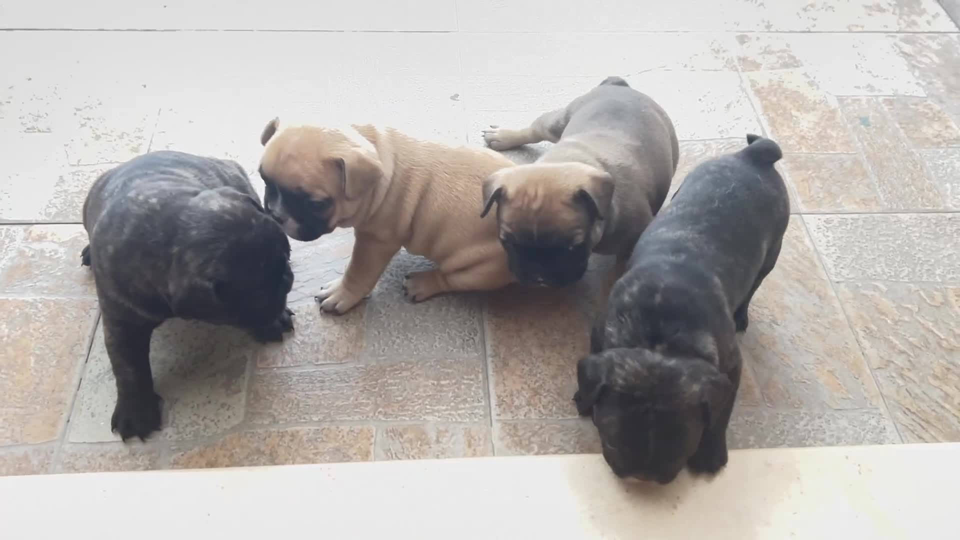 Bulldog Francese cani in vendita: Bulldog francese  - Video 2
