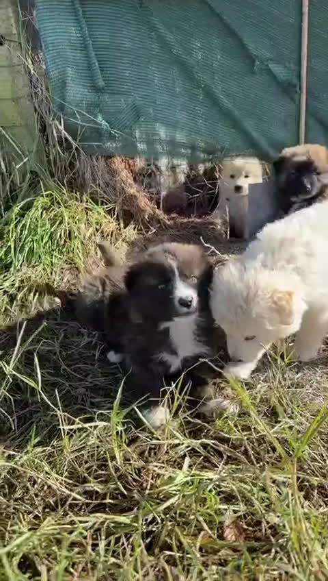 Meticcio cani in regalo: Snow: 4 mesi taglia grande  - Video 3
