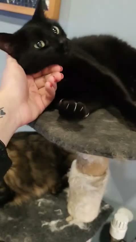 Europeo gatti in regalo: RINUNCIA DI PROPRIETÀ - Video 1