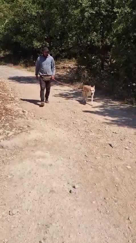 Meticcio cani in regalo: Sama, una meticcia simpatica ed equilibrata - Video 2