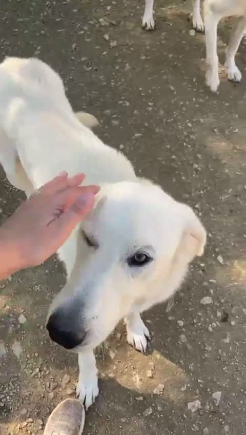 Meticcio cani in regalo: SOS SOS SOS CORFU' - Video 1