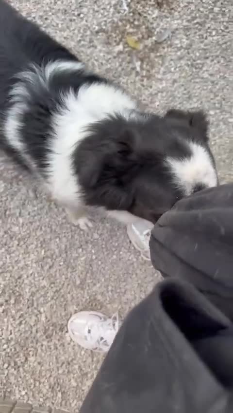 Meticcio cani in regalo: Sam: dolce pastorino vivace e socievole  - Video 1