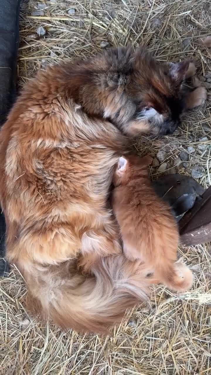 Maine Coon gatti in vendita: Cuccioli rossi di maine coon {AustinXBastet} - Video 4