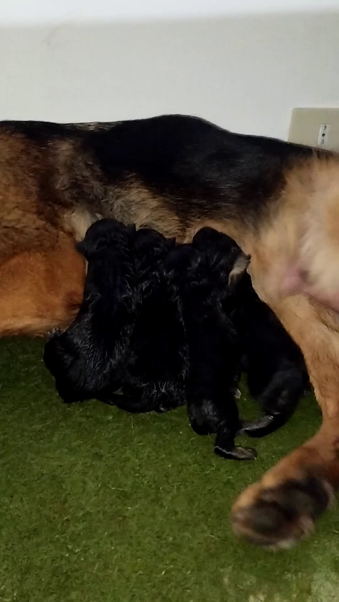 Pastore Tedesco cani in vendita: Vendita Cuccioli di Pastore Tedesco con Pedigree  - Video 2