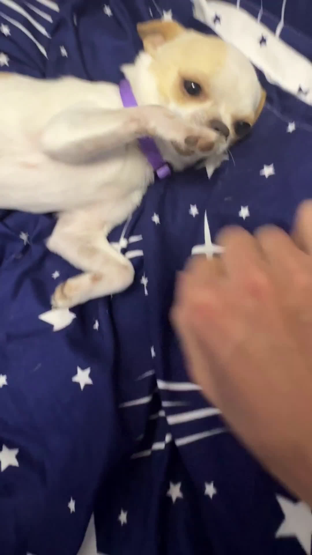 Chihuahua cani in vendita: Chihuahua - Video 1