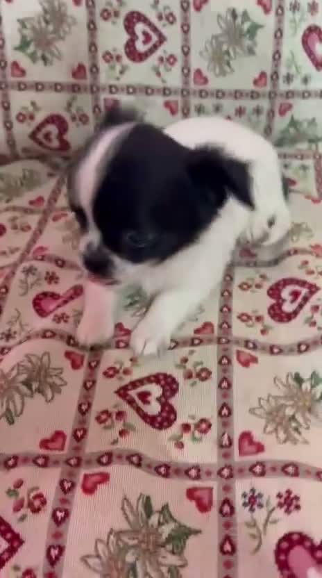 Chihuahua cani in vendita: Maschietto pelo lungo  - Video 1