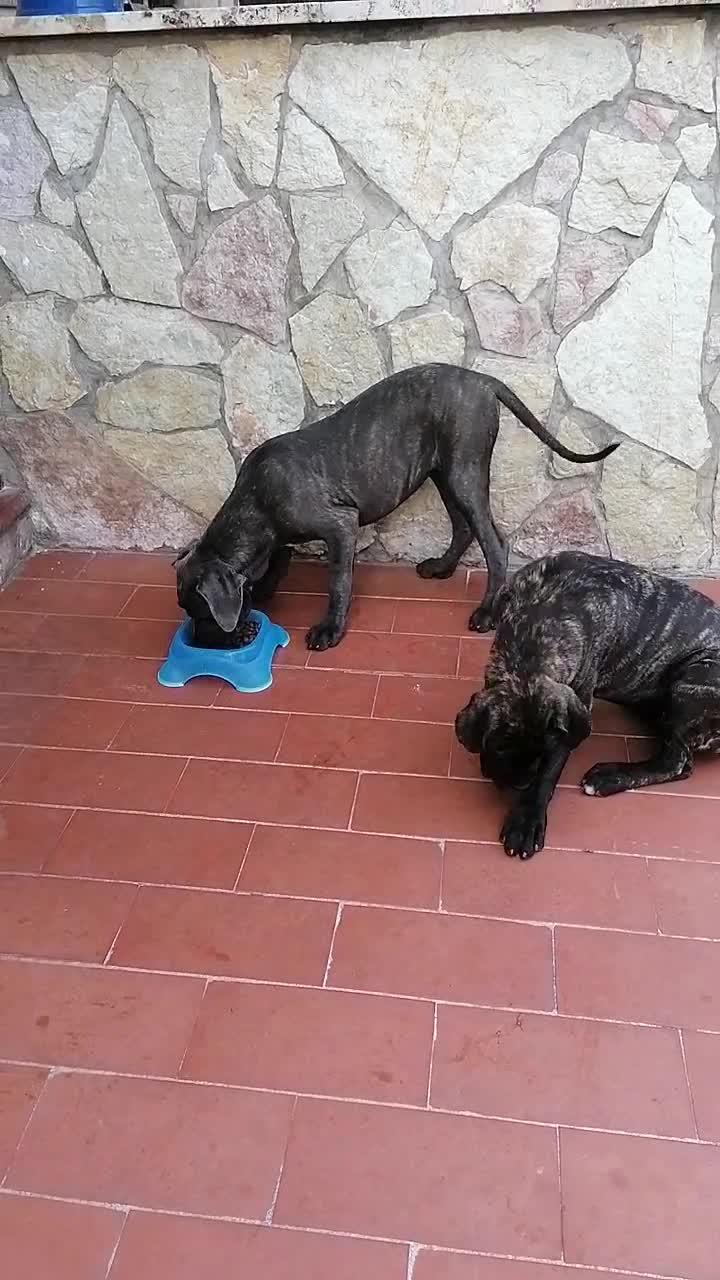 Cane Corso cani in regalo: Cucciole Cane Corso  - Video 1