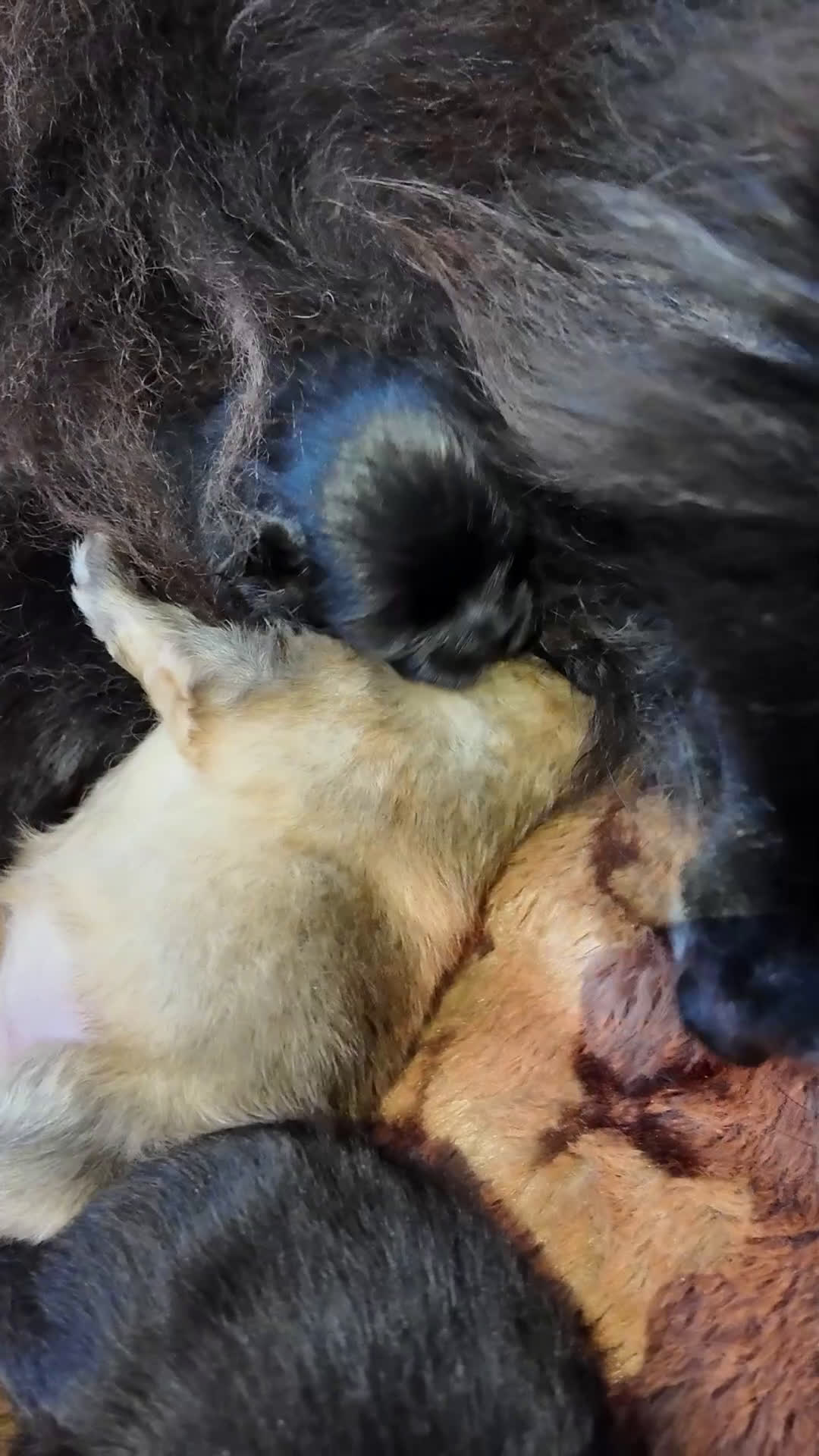 Volpino Pomerania cani in vendita: Pomerania nero nano - Video 1