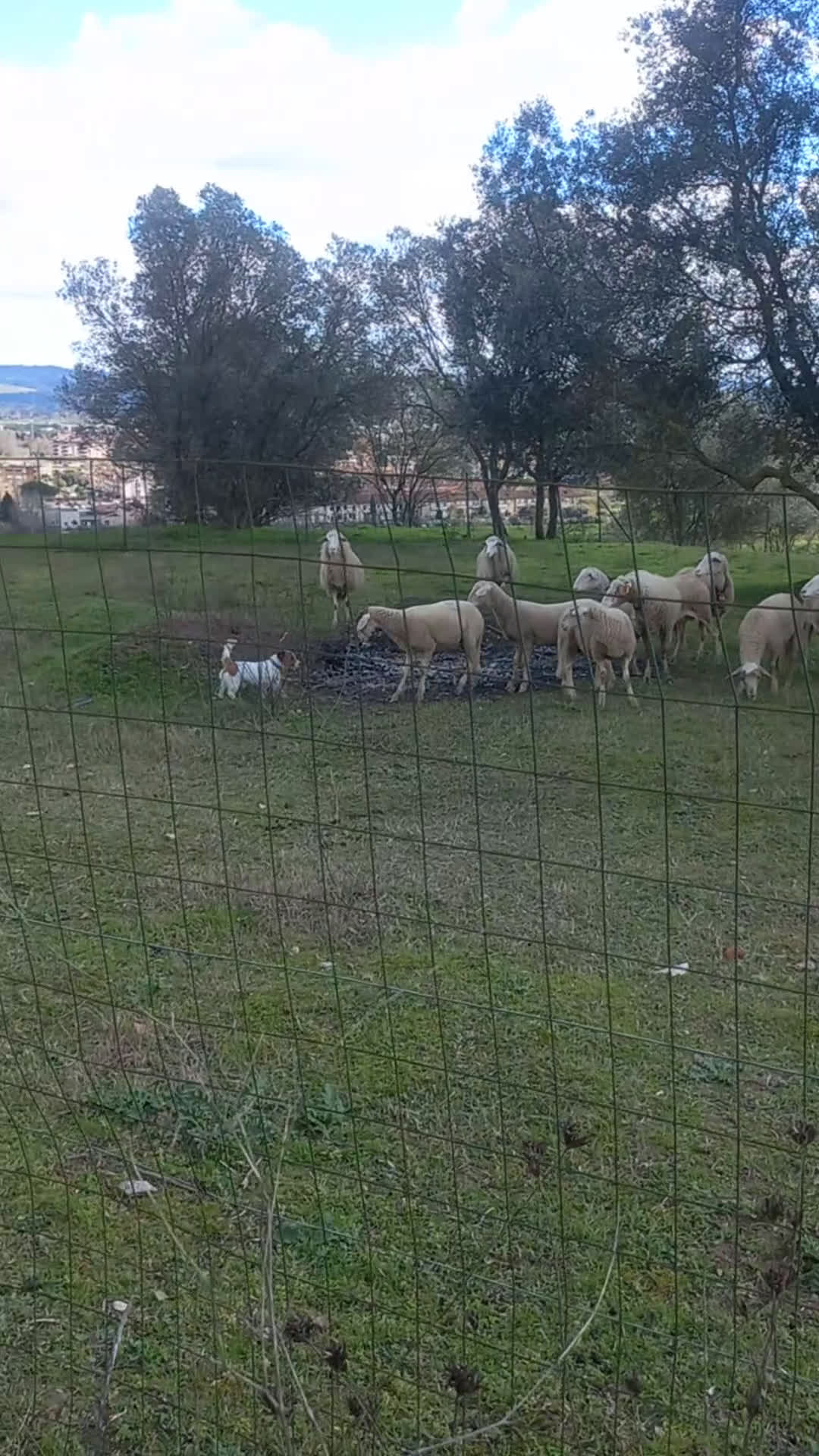 Jack Russell cani per accoppiamento: Stallone Jack Russell con pedigree   - Video 1