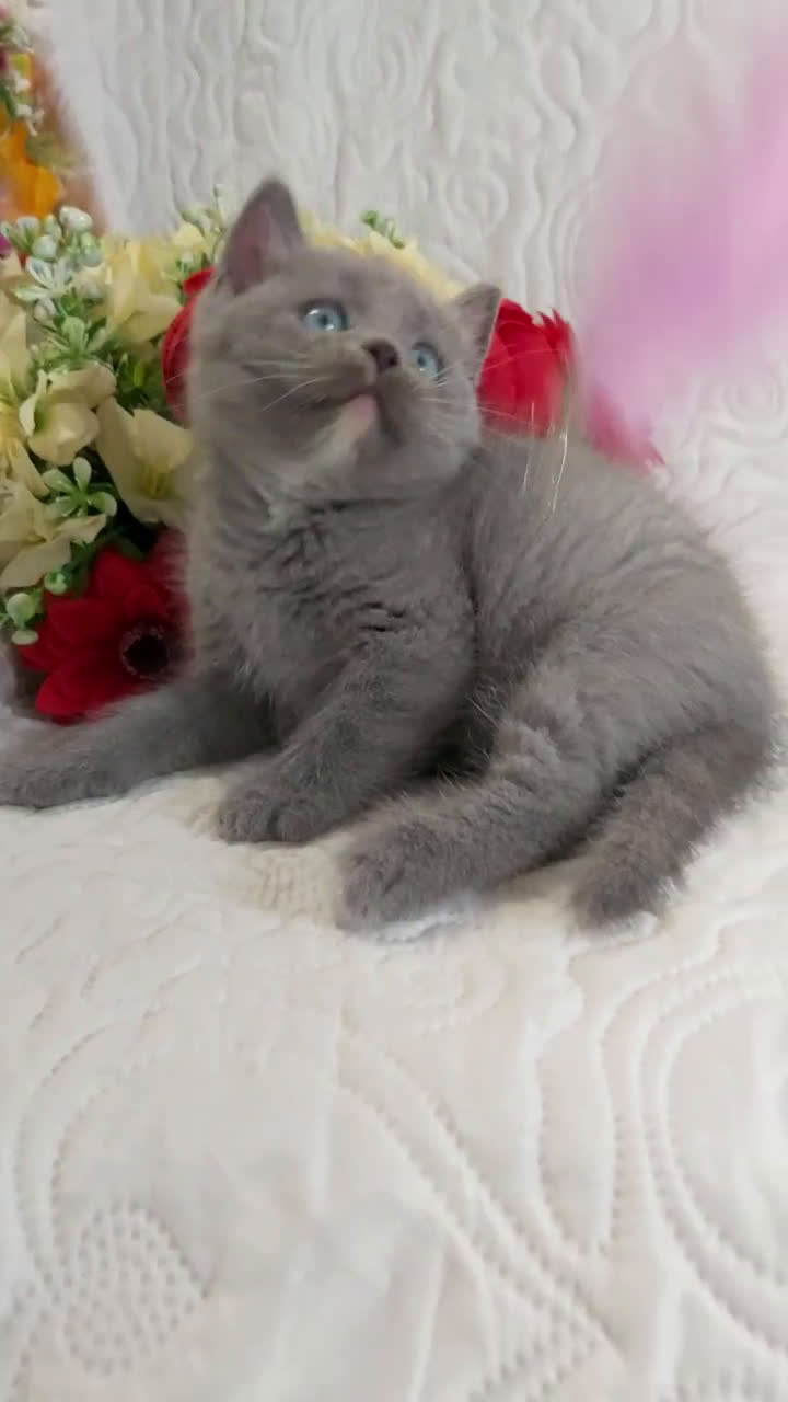 Scottish gatti in vendita: Scottish Straight bellezza rara  a Città Metropolitana di Torino - Video 2