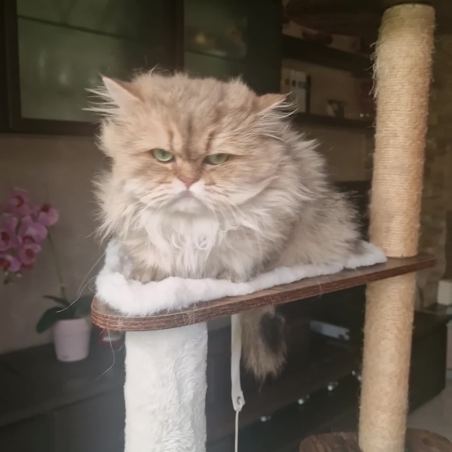 British gatti in vendita: British Longhair maschio 3 anni - Video 1