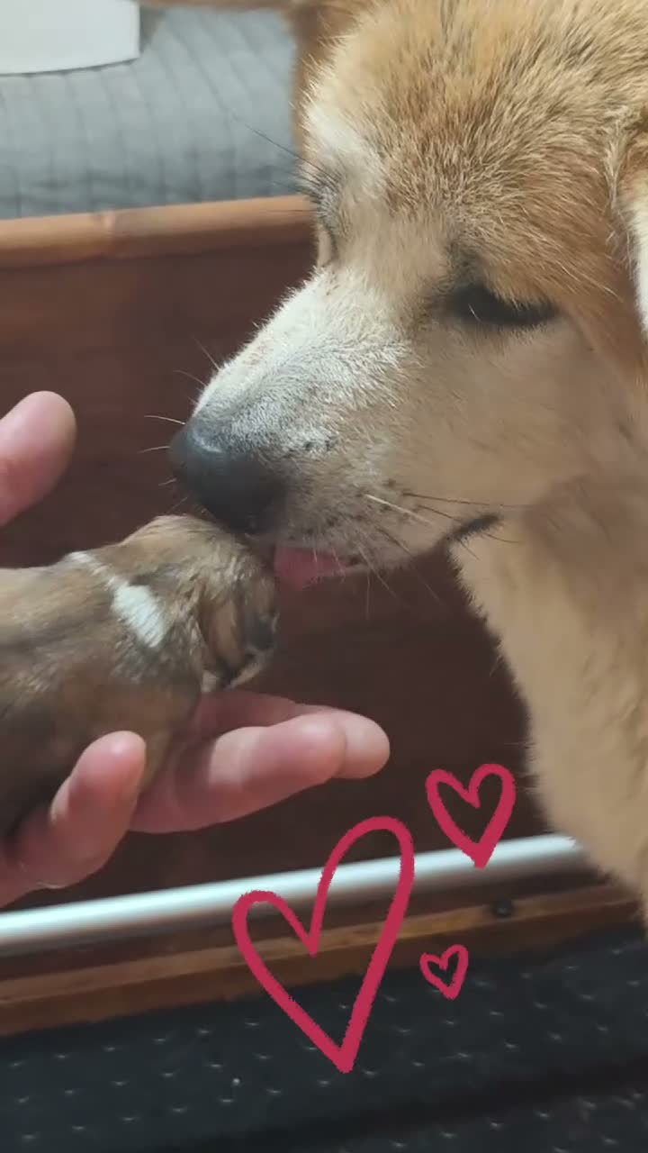 Akita Inu cani in vendita: Cuccioli di Akita da allevamento ENCI - Lombardia - Video 1