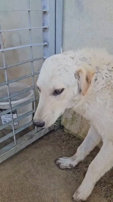 Meticcio cani in regalo: Micky: 1 anno, socievole ed equilibrata  - Video 4