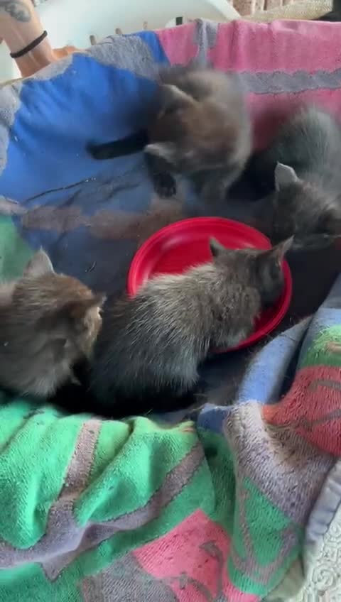 Europeo gatti in regalo: quattro gattini neri di due mesi - Video 2