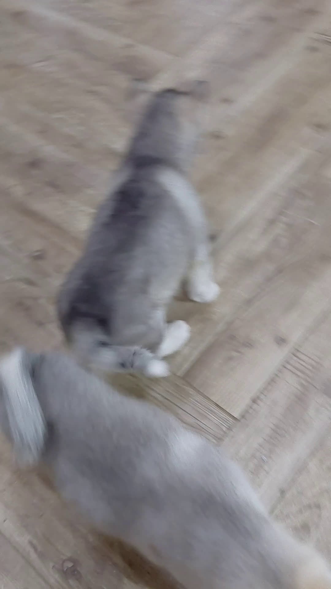 Alaskan Malamute cani in vendita: Cucciola di Alaskan Malamute - Video 1