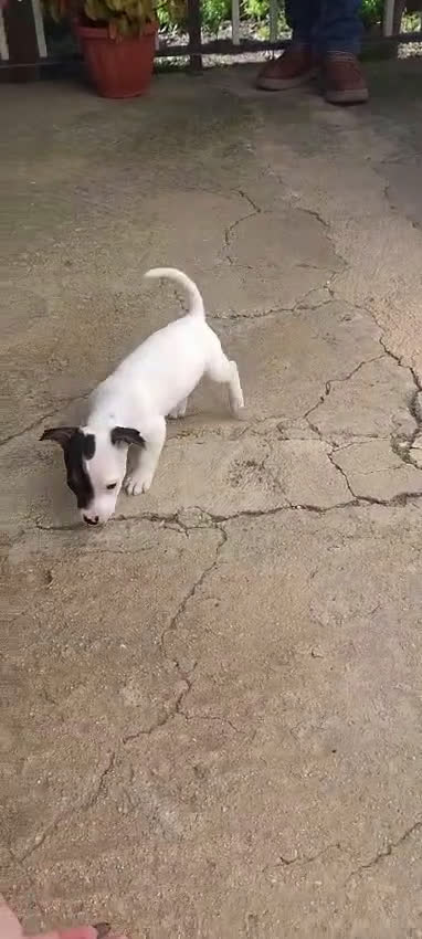 Jack Russell cani in vendita: Cuccioli jack russel  - Video 2