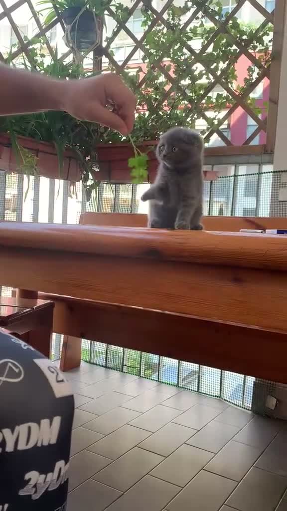 Scottish gatti in vendita: Scottish fold - Video 1