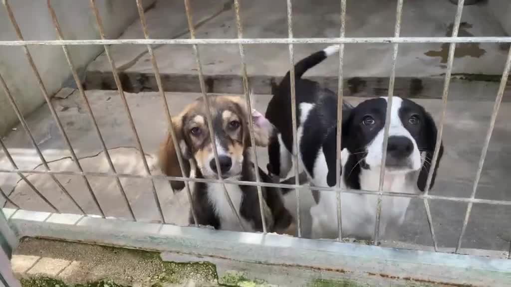 Meticcio cani in regalo: Meravigliosi cuccioli in cerca di casa a Città Metropolitana di Bologna - Video 1