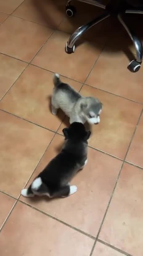 Alaskan Malamute cani in vendita: CUCCIOLI DI ALASKAN MALAMUTE - Video 1