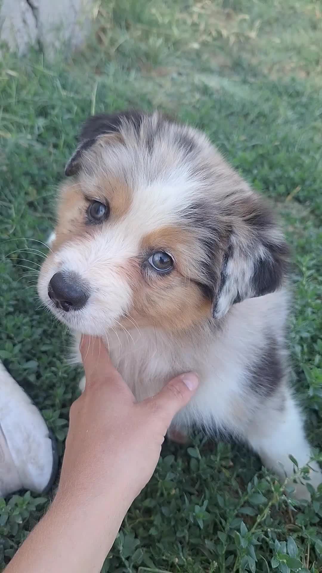 Australian Shepherd cani in vendita: Cucciola di Pastore australiano  - Video 1