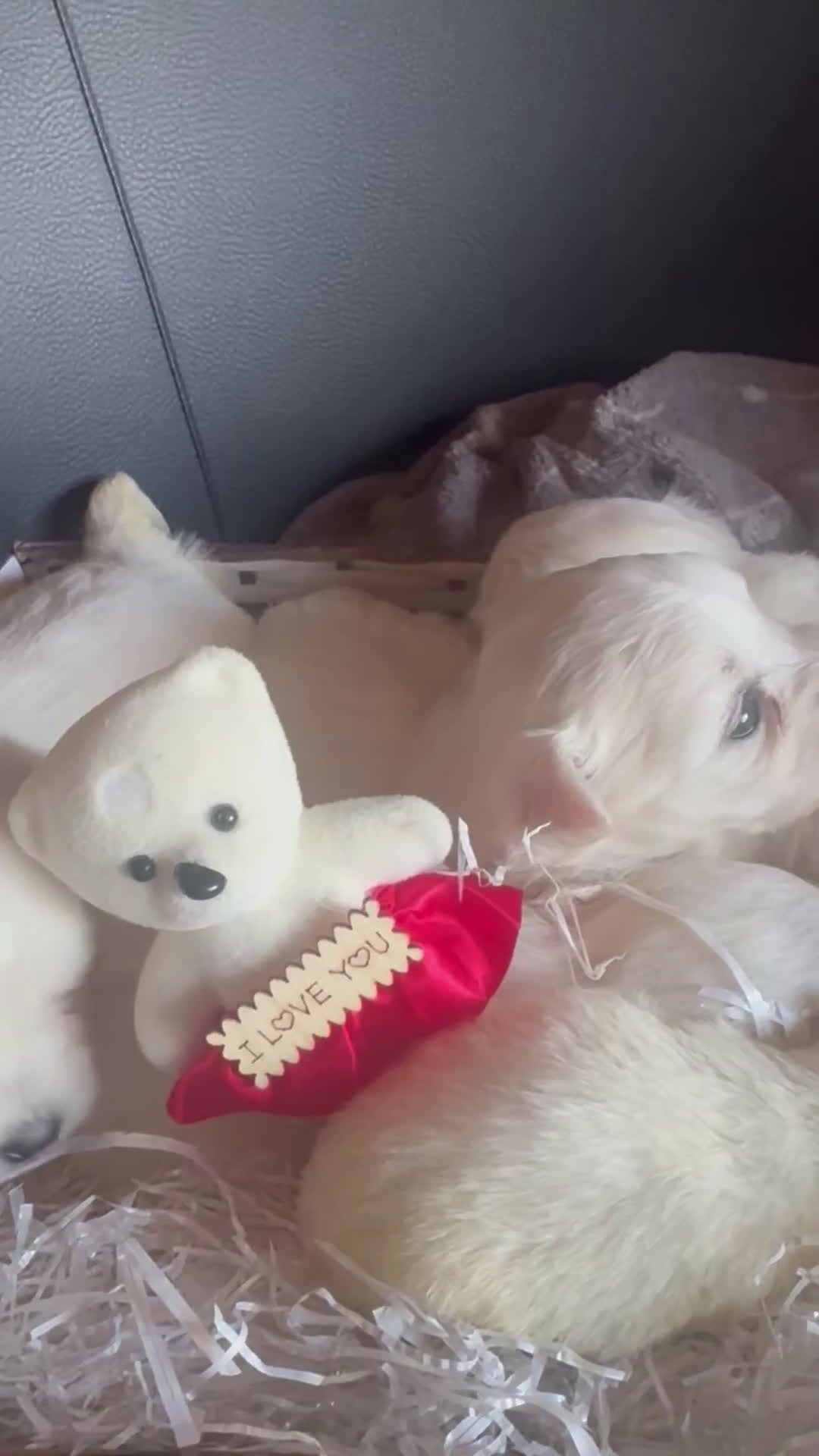 Maltese cani in vendita: Cucciole di maltese pura razza taglia piccola  a Provincia di Pisa - Video 1