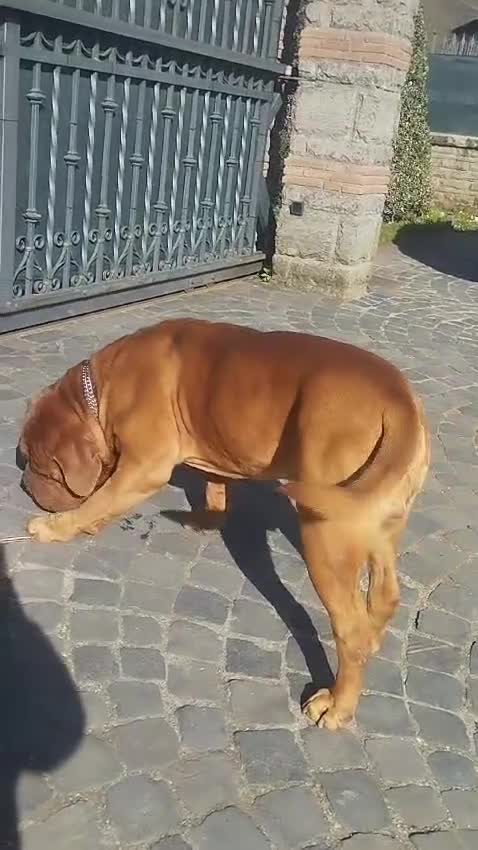Dogue de Bordeaux cani per accoppiamento: Dogue de bordeaux maschio accoppiamento  a Città metropolitana di Roma Capitale - Video 1