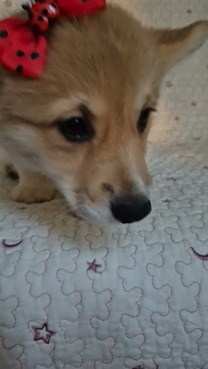 Corgi Pembroke cani in vendita: Cuccioli di Pembroke Welsh Corgi a Città Metropolitana di Firenze - Video 1
