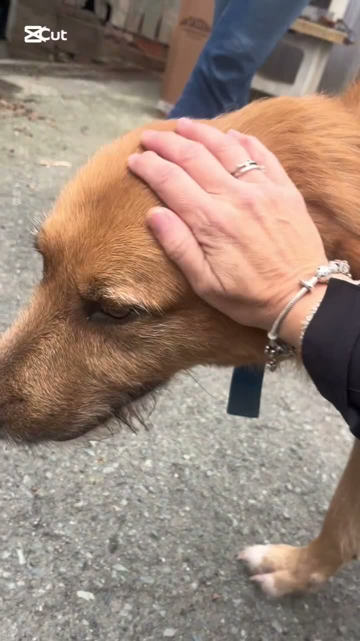 Meticcio cani in regalo: Rick il bello a Provincia di Savona - Video 1