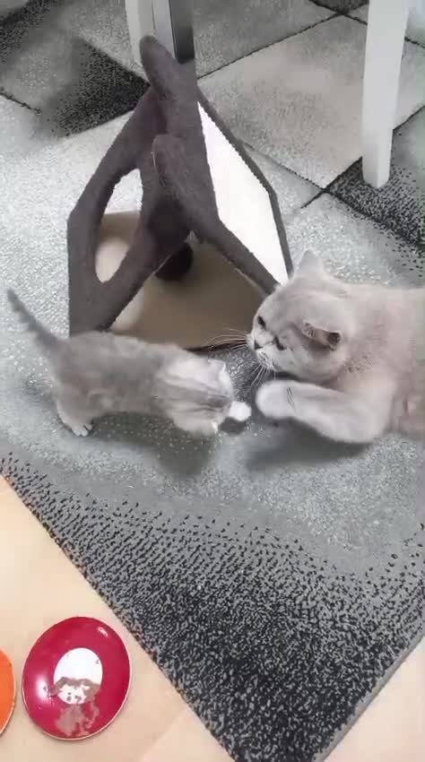 Scottish gatti in vendita: Cuccioli scottish fold e straight  - Video 1